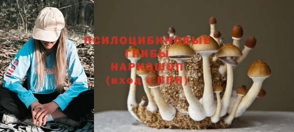 прущие грибы Красноперекопск